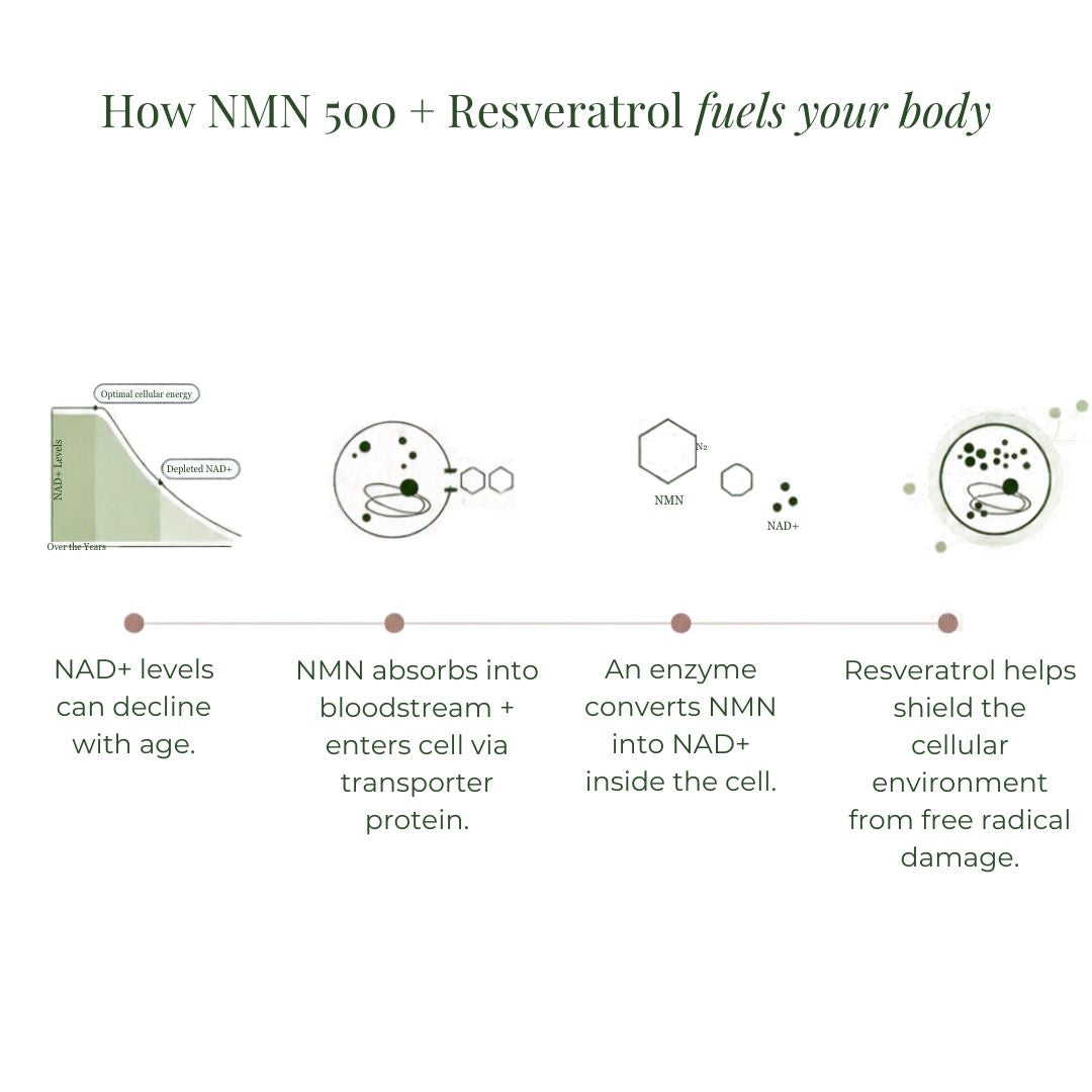 How JSHealth NMN 500 + Resveratrol supports NAD+ levels, cellular energy and antioxidant protection from free radical damage