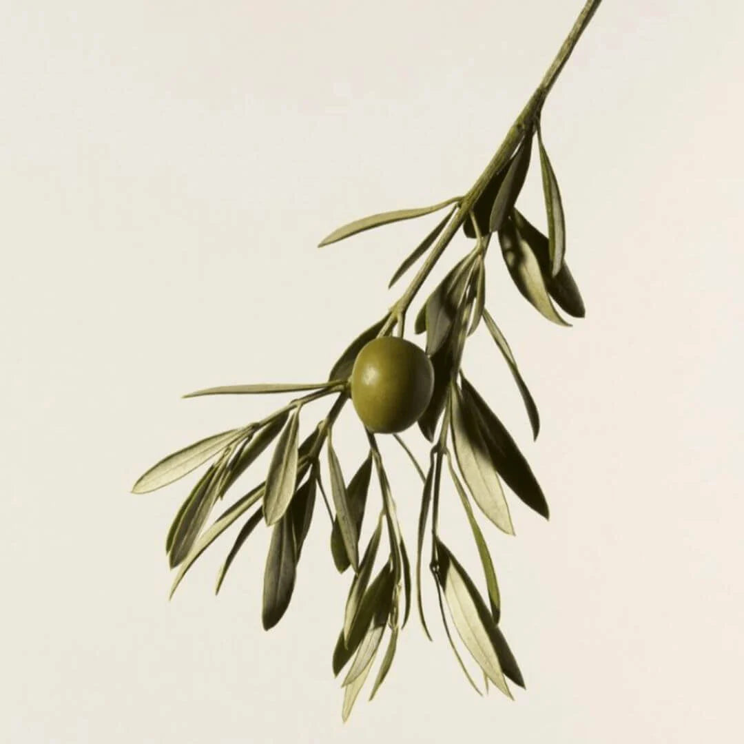 A single olive branch with green leaves and a small green olive fruit, photographed against a plain light beige background.