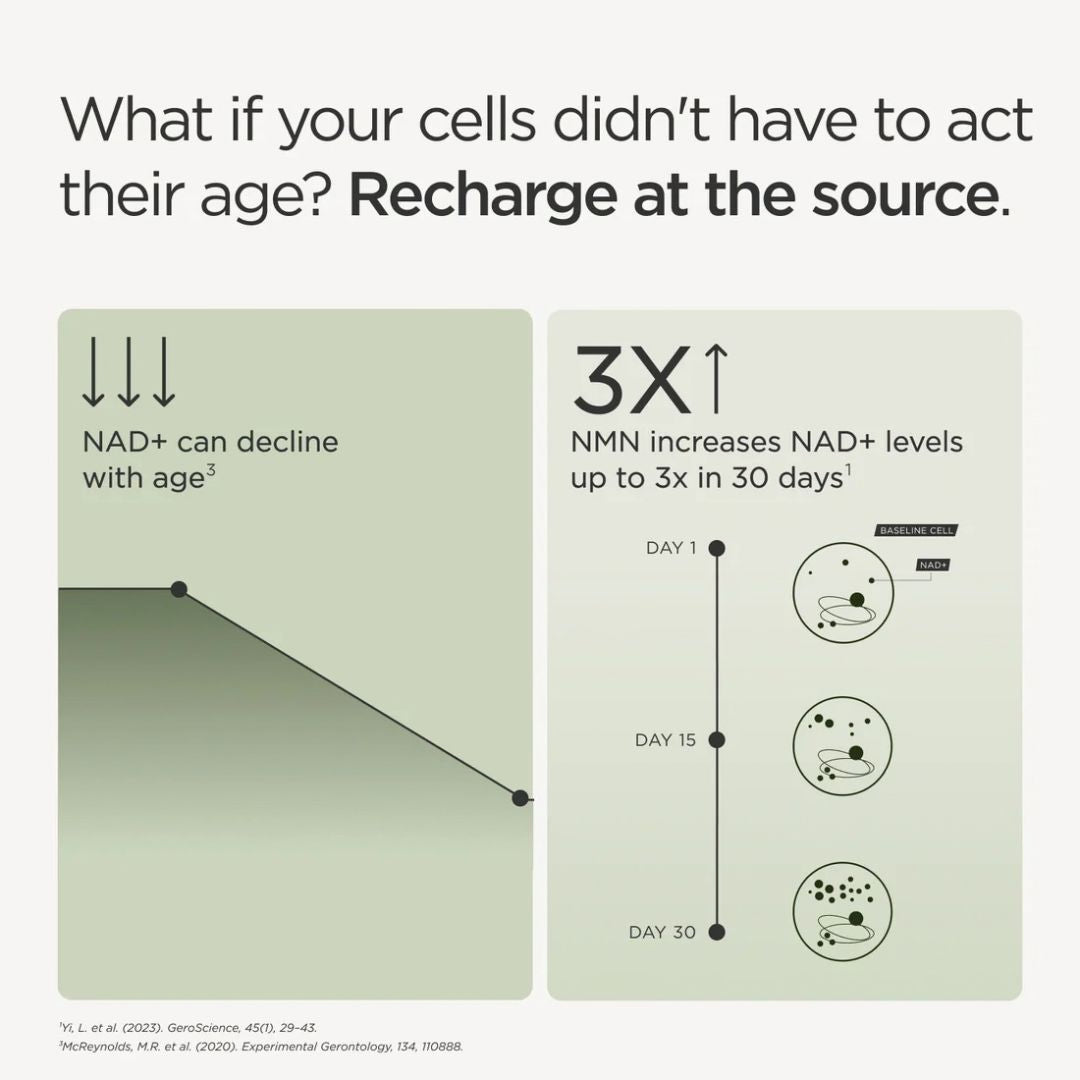 JSHealth NMN 500 + Resveratrol infographic showing NMN support for NAD+ levels as they decline with age