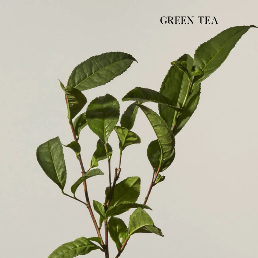 Zelens Tea Shot Urban Defence Serum 10ml – key ingredient: fresh green tea leaves close-up highlighting the Green Tea antioxidant complex